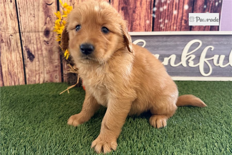 Vernon - Golden Retriever for sale