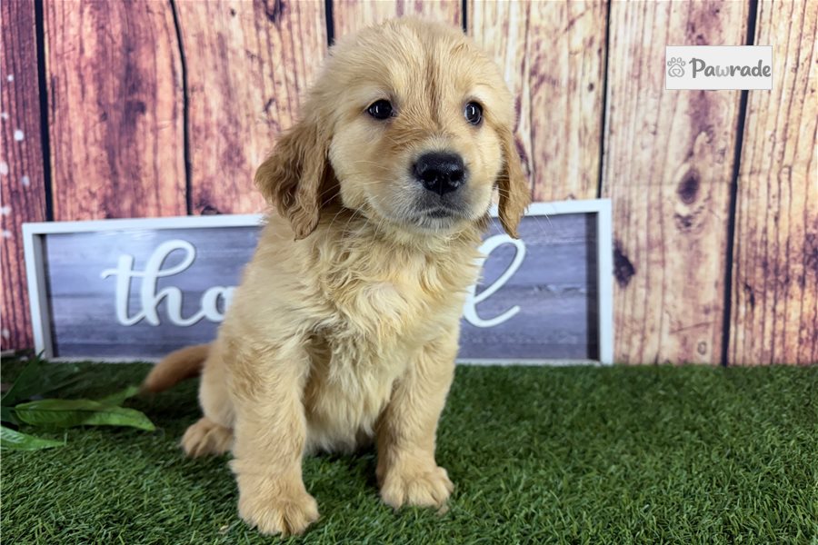 Zelda - Golden Retriever for sale