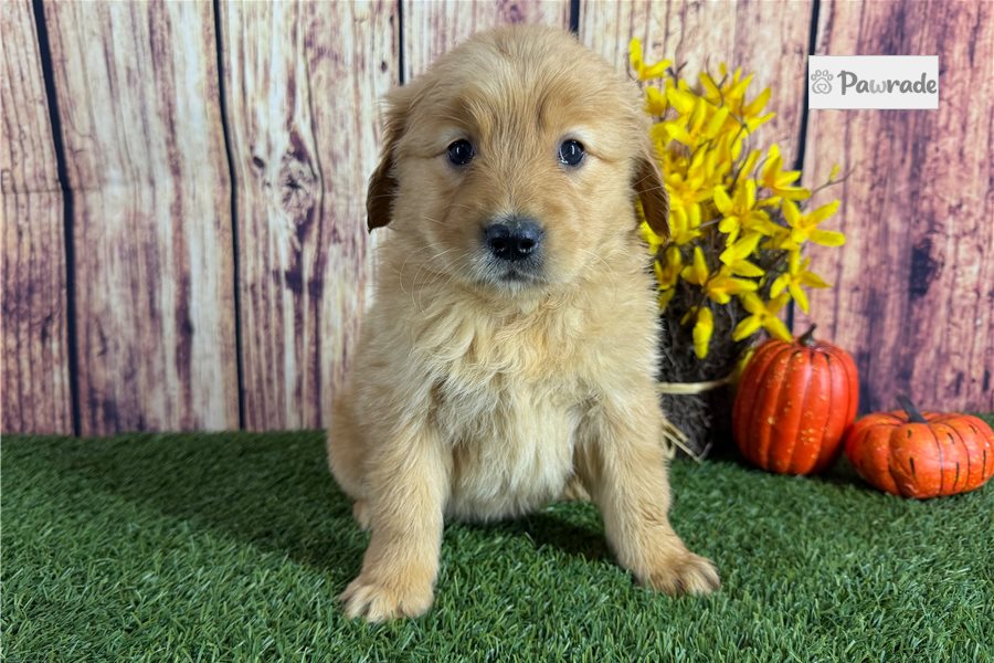Victoria - Golden Retriever for sale
