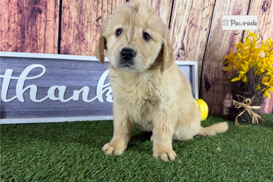 Zoey - Golden Retriever for sale