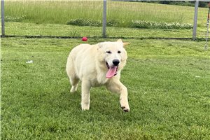 Faye - German Shepherd for sale