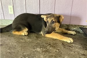 Pheobe - German Shepherd for sale