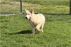 Elena - German Shepherd for sale