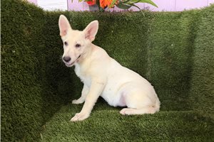 Faye - German Shepherd for sale