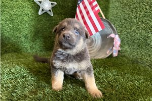 Miles - puppy for sale