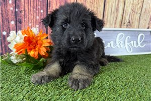 Walker - German Shepherd for sale