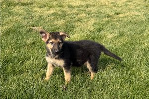 Paisley - German Shepherd for sale
