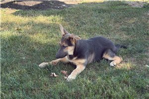 Pheobe - German Shepherd for sale