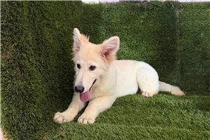 Elena - German Shepherd for sale