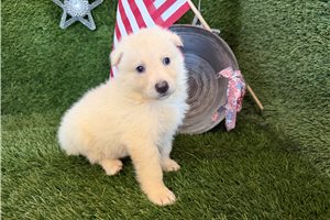 Mylie - German Shepherd for sale