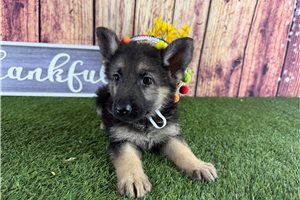 Amiyah - German Shepherd for sale