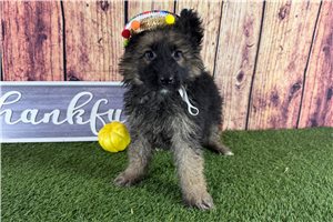 Allison - German Shepherd for sale