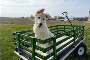 Elena - German Shepherd for sale