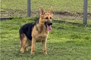 Gwen - German Shepherd for sale
