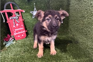 Paige - German Shepherd for sale
