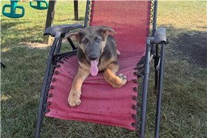 Miles - German Shepherd for sale