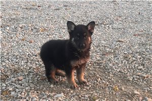 Sassy - puppy for sale