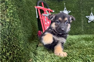 Oakley - German Shepherd for sale