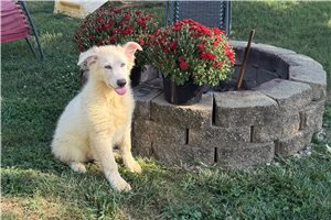 Preston - German Shepherd for sale