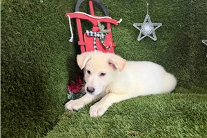 Faye - German Shepherd for sale