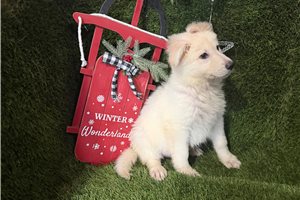 Elena - German Shepherd for sale