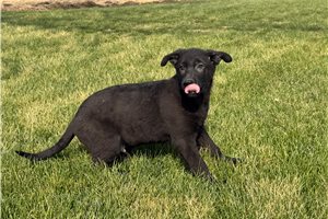 Fisher - German Shepherd for sale