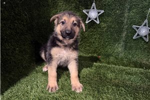 Gwen - German Shepherd for sale