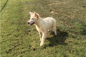 Preston - German Shepherd for sale