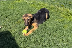 Paisley - German Shepherd for sale
