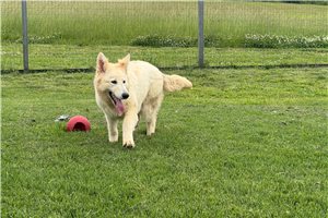 Elena - German Shepherd for sale