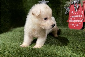 Finnegan - puppy for sale