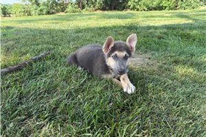 Pheobe - German Shepherd for sale