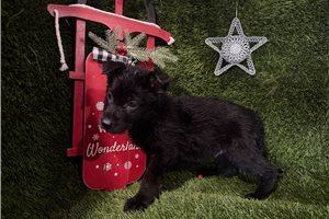 Fisher - German Shepherd for sale