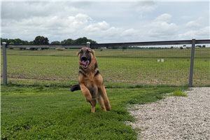 Paisley - German Shepherd for sale