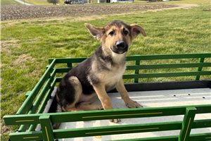 Gwen - German Shepherd for sale