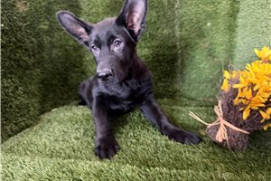Fisher - German Shepherd for sale