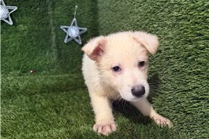 Faye - puppy for sale