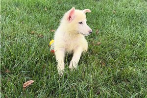 Mylie - German Shepherd for sale