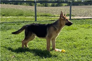 Gwen - German Shepherd for sale