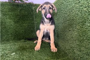 Paisley - German Shepherd for sale