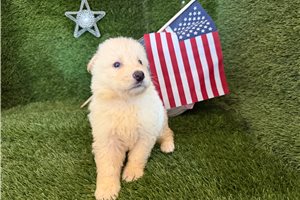 Moon - German Shepherd for sale