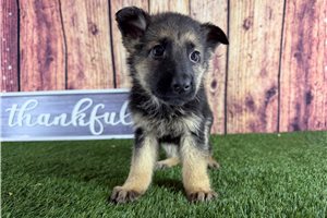 Artemis - German Shepherd for sale