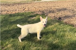 Faye - German Shepherd for sale