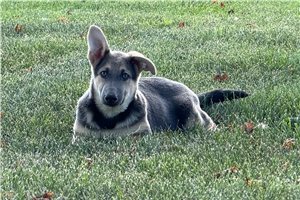 Pheobe - German Shepherd for sale