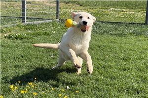 Faye - German Shepherd for sale