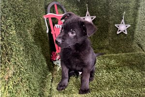 Fisher - German Shepherd for sale