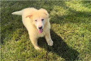Preston - puppy for sale