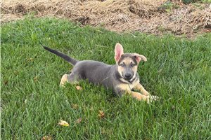 Pheobe - German Shepherd for sale
