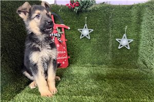 Paisley - puppy for sale