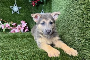 Macy - German Shepherd for sale